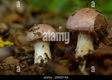 Petite tête de lit géante, Cortinarius traganus, champignons toxiques en forêt, foyer sélectif, DOF peu profond. Banque D'Images
