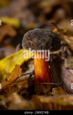 Boletus erythopus ou Neoboletus luridiformis champignon dans la forêt poussant sur l'herbe verte et humide terrain naturel en automne saison. Boletus luridiforme Banque D'Images