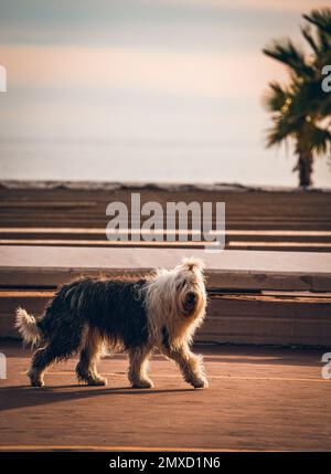 Une photo verticale d'un vieux chien de berger anglais qui marche dans un parc par une journée ensoleillée Banque D'Images