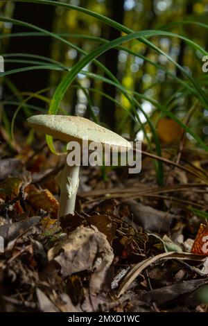 Un gros plan d'Amanita citrina, fausse calotte de mort ou citronne amanita . Banque D'Images