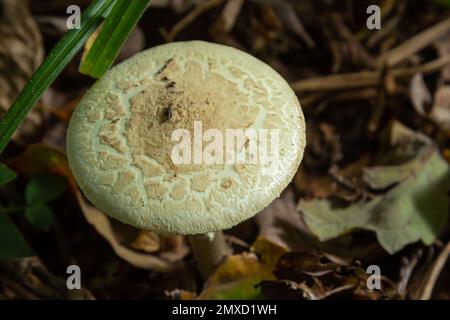 Champignon incomestible Amanita citrina dans la forêt. Connu sous le nom de fausse calotte de mort ou citron Amanita. Banque D'Images