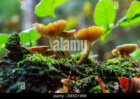Gymnopilus pénétrans, connu sous le nom de Common Rustgill, champignon sauvage. Banque D'Images