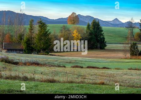 Vue sur la lande haute aux Alpes d'Ammergau avec Kreuzspitze, Allemagne, Bavière Banque D'Images
