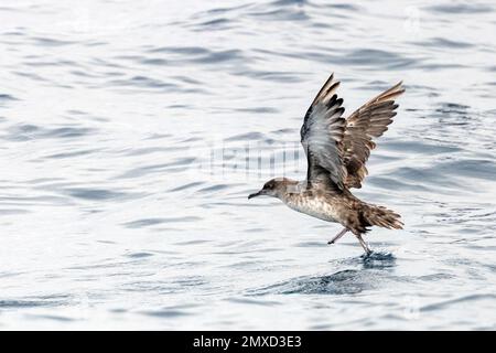 Shearwater des Baléares (Puffinus mauretanicus), à partir de l'eau de l'Atlantique, Espagne, Andalousie Banque D'Images