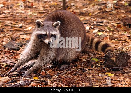 Raton laveur commun (Procyon lotor), alimentation sur terrain forestier, Allemagne Banque D'Images