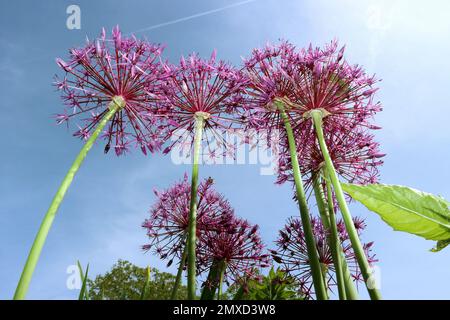 Étoile de Perse, oignon ornemental (Allium christophii), inflorescences, vue vers-oeil, Allemagne Banque D'Images