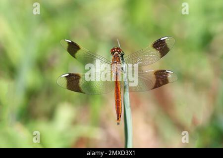 sympetrum à bandes, dard à bandes (Sympetrum pedemontanum), mâle à une feuille de roseau, pays-Bas, Overijssel Banque D'Images