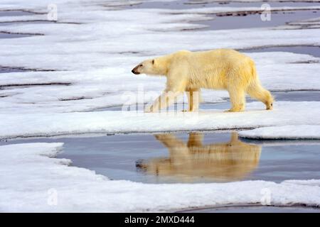 Ours polaire (Ursus maritimus), fourragent, vue latérale, Norvège, Svalbard Banque D'Images