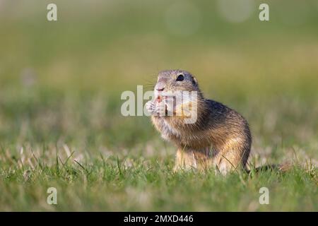 Écureuil terrestre européen, suslik européen, sousslik européen (Citellus citellus, Spermophilus citellus), manger un insecte de juin dans un pré, Autriche, Banque D'Images