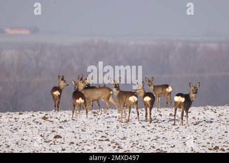 cerf de virginie, chevreuil, chevreuil de l'Ouest, chevreuil européen (Capreolus capreolus), groupe de cerfs sur un champ enneigé, Allemagne Banque D'Images