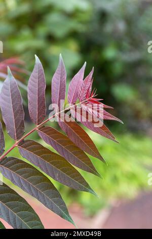 Arbre du ciel, arbre du ciel (Ailanthus altissima 'Violet Dragon', Ailanthus altissima Violet Dragon, Ailanthus glandulosa), leav de cultivar Banque D'Images