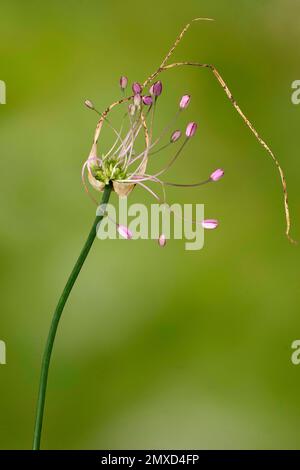 Ail (Allium carinatum), inflorescence, Allemagne, Bavière, région de Murnauer Moos Banque D'Images