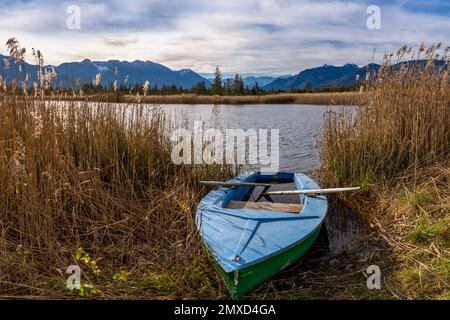 Vieux bateau à rames dans la ceinture de roseaux d'un lac de lande dans les Moos de Murnauer, Alpes d'Ammergau en arrière-plan, Allemagne, Bavière, Murnauer Moos Banque D'Images