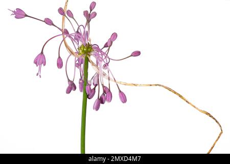 Ail (Allium carinatum), inflorescence, découpe, Allemagne Banque D'Images