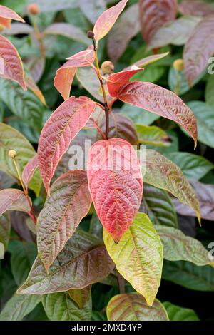 Buttonbush commun (Cephalanthus occidentalis 'Sugar Shack', Cephalanthus occidentalis Sugar Shack), feuilles d'automne du cultivar Sugar Shack, Europe, Banque D'Images