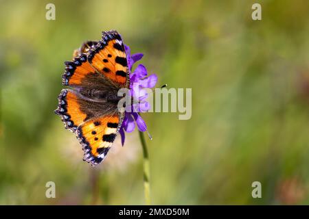 Petit tortoiseshell (Aglais urticaire, Nymphalis urticaire), nectar de succion, Suisse, Appenzeller Alpen, Chaeserrugg Banque D'Images