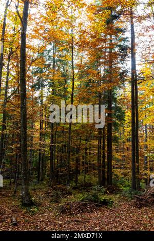 Grands arbres des forêts carpates, réserve naturelle des Carpates, forêts ukrainiennes et réserves. Paysage d'automne dans la forêt. Banque D'Images