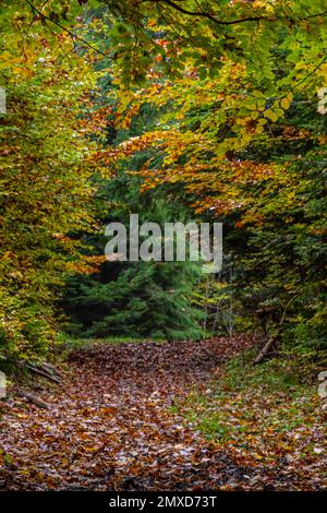 Grands arbres des forêts carpates, réserve naturelle des Carpates, forêts ukrainiennes et réserves. Paysage d'automne dans la forêt. Banque D'Images