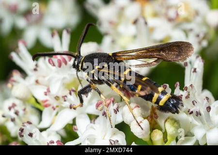 Paranthrene tabaniformis sur les fleurs plus âgées gros plan. Dans l'environnement naturel, près de la forêt en été. Banque D'Images