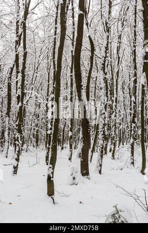 Neige blanche sur les branches d'arbres dans la forêt de charme. Banque D'Images