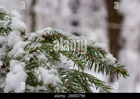 Branche d'épinette avec de petites aiguilles vertes sous la neige blanche et douce en gros plan. forêt d'hiver floue en arrière-plan. Banque D'Images