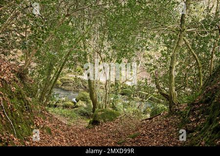 La mousse couvrait des arbres à Shaugh Woods, à côté de la rivière Meavy, dans le sud du Devon Banque D'Images