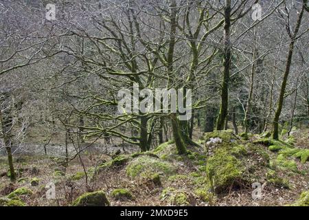 La mousse couvrait des arbres à Shaugh Woods, à côté de la rivière Meavy, dans le sud du Devon Banque D'Images