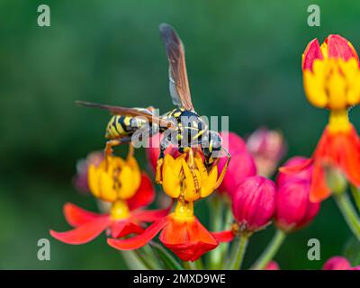 La jaquette jaune est le nom courant en Amérique du Nord pour les guêpes sociales prédateurs des genres Vespula et Dolichovespula. Banque D'Images