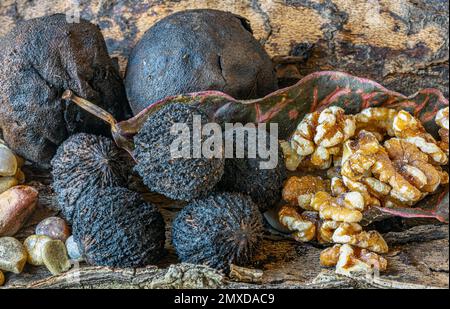 Juglans nigra, le noyer noir d'Amérique de l'est, est une espèce d'arbre à feuilles caduques de la famille des noix, Banque D'Images