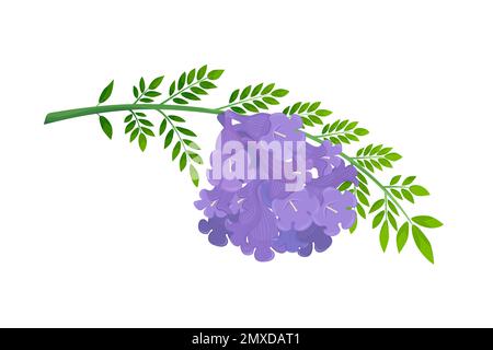 Jacaranda Mimosifolia, fleurs violettes et feuilles sur la branche. Illustration de Vecteur