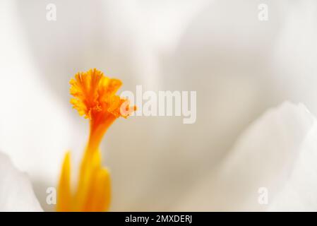 Macro abstraite du pistil d'une fleur de crocus blanc Banque D'Images