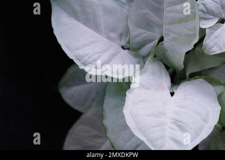 vue du dessus gros plan vue du dessus macro aglonema blanc feuilles fond sombre.idée pour feuille de papier peint botanique, motif toile de fond de couverture végétale. Banque D'Images