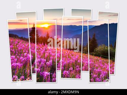 Isolé huit cadres collage de l'image de fleurs angustifolium en fleurs. Magnifique lever de soleil dans les montagnes carpathes en été. Maquette de pho modulaire Banque D'Images