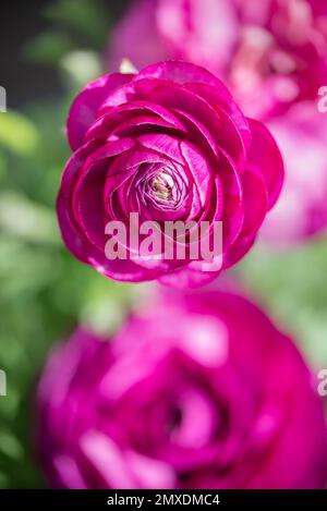 Vue de dessus d'une fleur de coupe de beurre rose vif, fond de printemps Banque D'Images