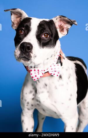 Un portrait d'un adorable chien blanc et noir avec un col à pois sur fond bleu - chien vers le haut pour adoption Banque D'Images