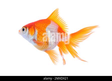 Magnifique petit poisson doré lumineux isolé sur blanc Banque D'Images