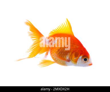 Magnifique petit poisson doré lumineux isolé sur blanc Banque D'Images