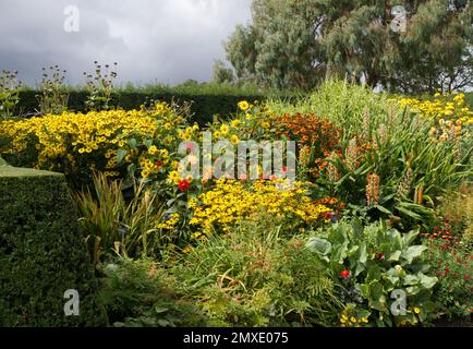 Bordure chaude et colorée de fleurs herbacées vivaces, protégée par des haies à ouaches au RHS Garden Hyde Hall, Royaume-Uni septembre Banque D'Images