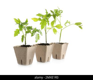 Plantules de tomates vertes dans des pots de tourbe isolés sur blanc Banque D'Images