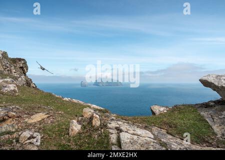 Un fulmar volant d'un trou rocheux sur St Kilda, avec Boreray et ses piles de mer voisines au loin. Banque D'Images