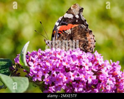 Papillon de l'amiral rouge (Vanessa atalanta) se nourrissant de la fleur rose de la tordeuse Banque D'Images