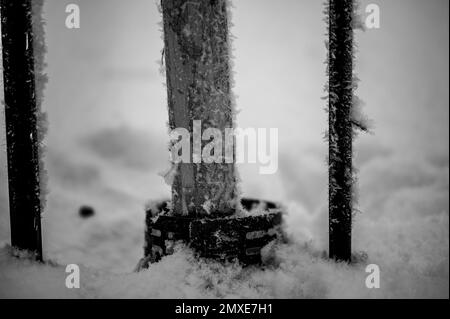 L'écorce endommagée d'un petit arbre fruitier dépouillé par des lapins et de petits animaux pendant l'hiver. Banque D'Images