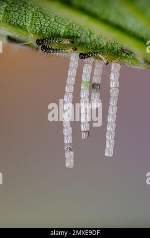 Oeufs et chenilles de la carte papillon, Araschnia levana, Landkärtchen Allemagne l'insecte de l'année 2023 Banque D'Images