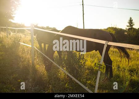 Un cheval sauvage brun paître de l'herbe verte au printemps dans le paradis des enclos, marchant dans un champ au lever du soleil. Banque D'Images