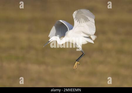 L'Aigrette garzette arrivant sur la terre Banque D'Images