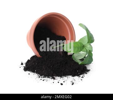 Pot de fleurs en terre cuite renversé avec sol et plante isolée sur blanc Banque D'Images