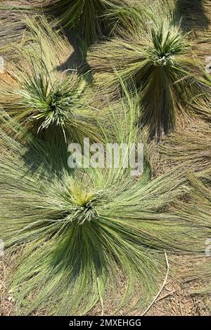 Vue de dessus détail des pailles de riz séchant au soleil dans un champ près de Luang Prabang, Laos Banque D'Images