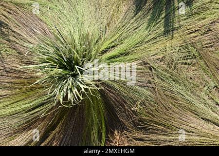 Vue de dessus détail des pailles de riz séchant au soleil dans un champ près de Luang Prabang, Laos Banque D'Images