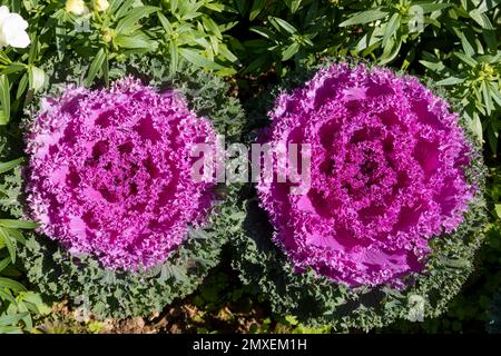 Fleur décorative de chou violet-rose dans le jardin. Cabanes ornementales. Banque D'Images