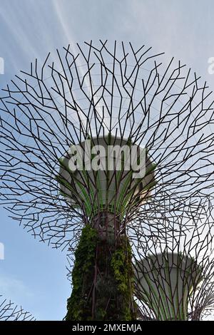 Gros plan de Supertree Grove, structure arborescente qui exécute une multitude de fonctions, y compris la plantation et l'ombrage à l'intérieur de Gardens by the Bay, Sin Banque D'Images